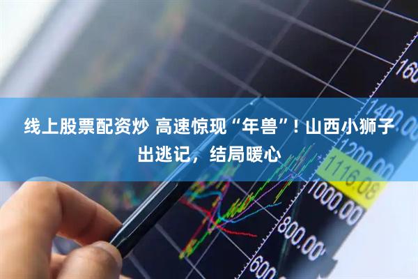 线上股票配资炒 高速惊现“年兽”! 山西小狮子出逃记，结局暖心